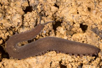 Media type: image;   Invertebrate Zoology 143930